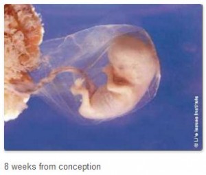8-wks